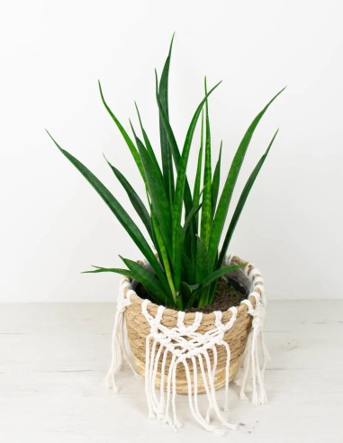 SANSEVIERIA KIRKII FRIENDS