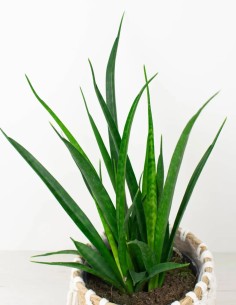 SANSEVIERIA KIRKII FRIENDS 2