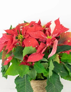 Flor de navidad 2