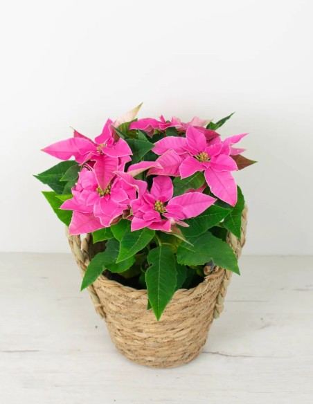 POINSETTIA - PLANTA DE NAVIDAD