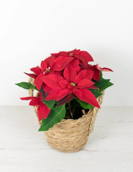 POINSETTIA - PLANTA DE NAVIDAD