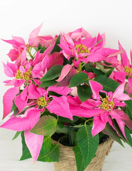 POINSETTIA - PLANTA DE NAVIDAD