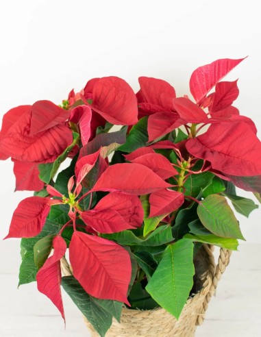 POINSETTIA - PLANTA DE NAVIDAD