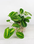 Maranta leuconeura “Lemon Lime”