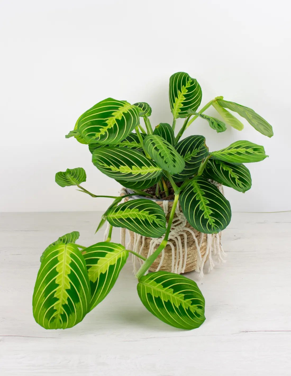 Maranta leuconeura “Lemon Lime”