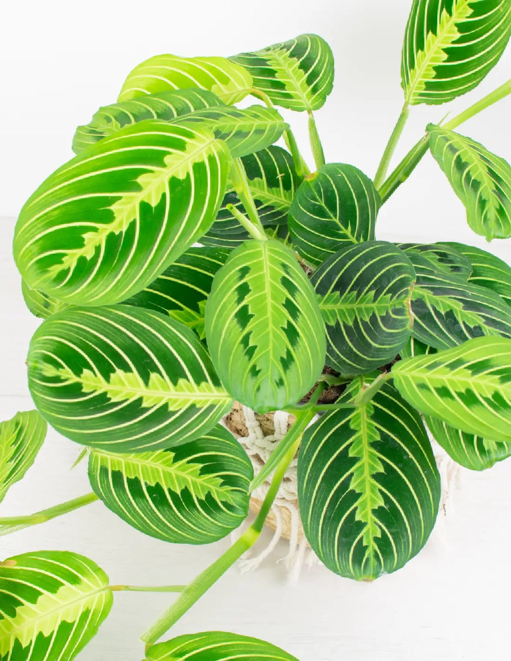 Maranta leuconeura “Lemon Lime”