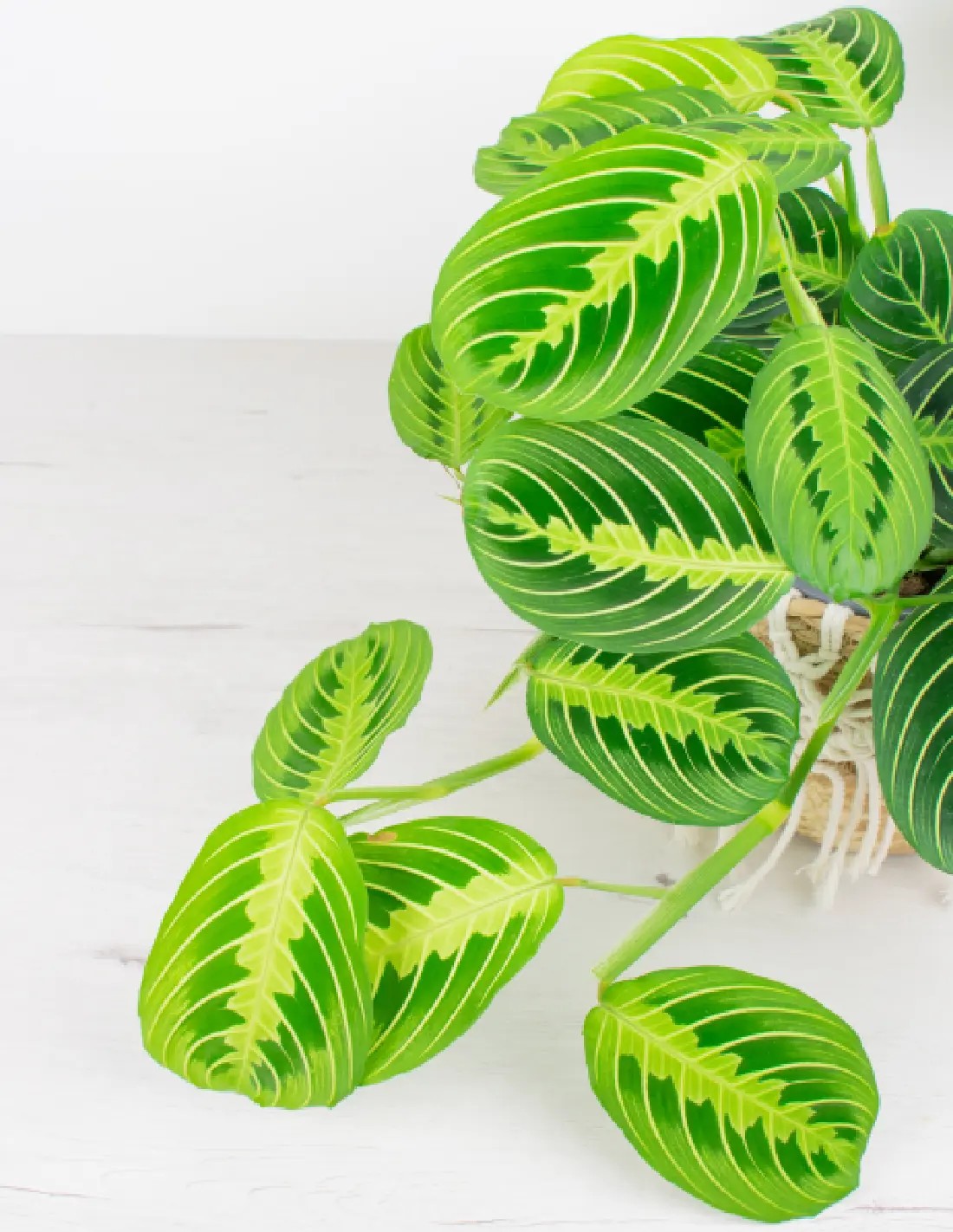 Maranta leuconeura “Lemon Lime”