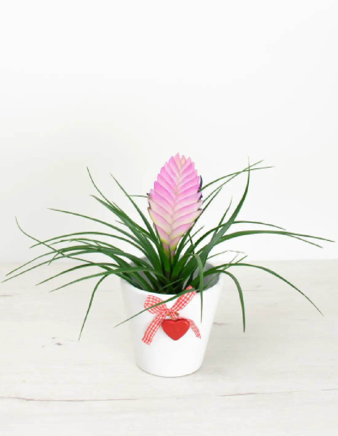 Cubremacetas lovebloom