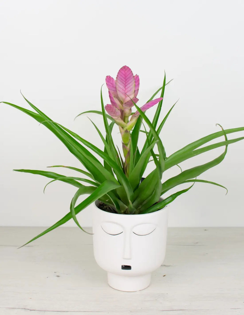 Tillandsia "Antonio"