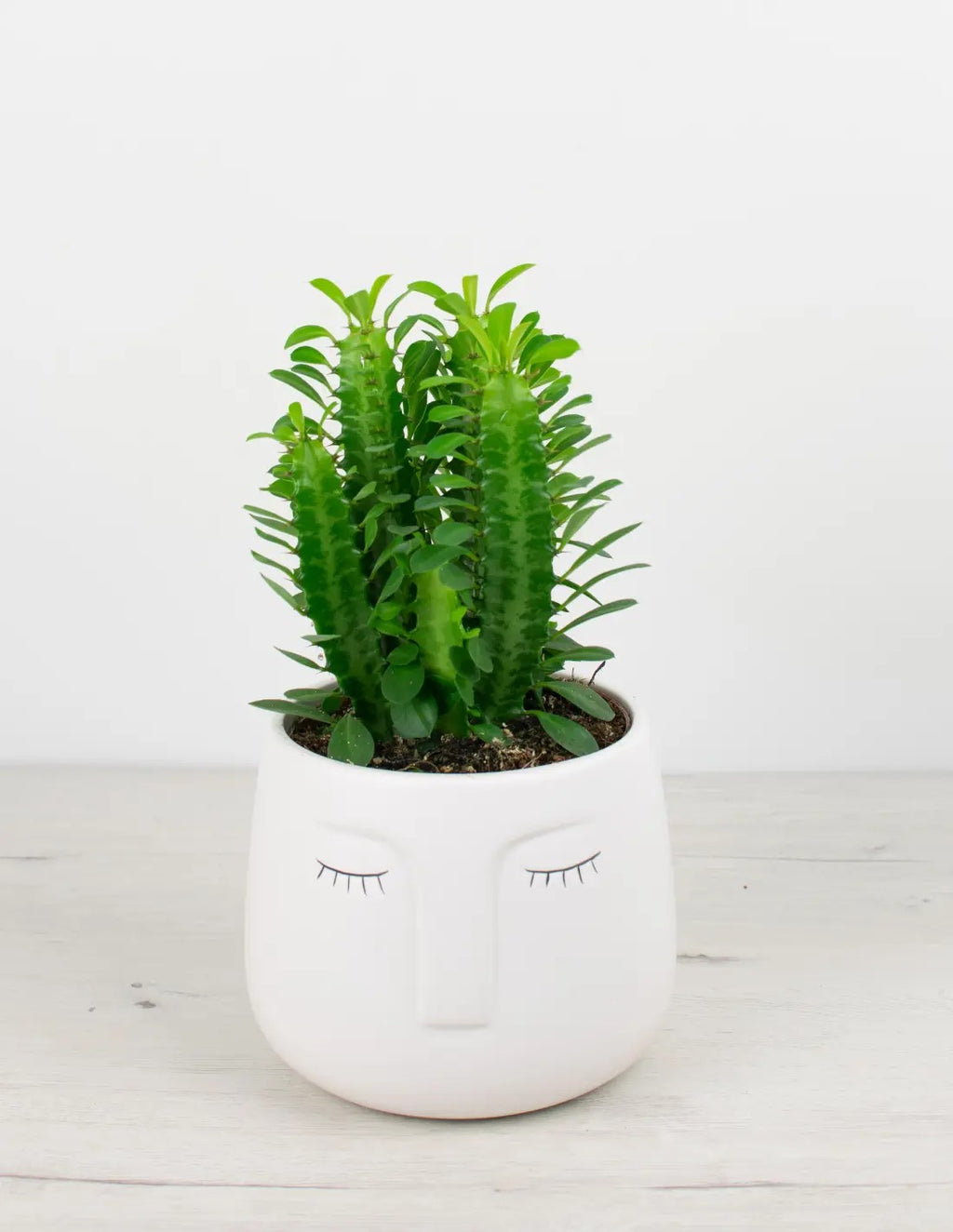 Euphorbia trigona