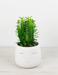 Euphorbia trigona