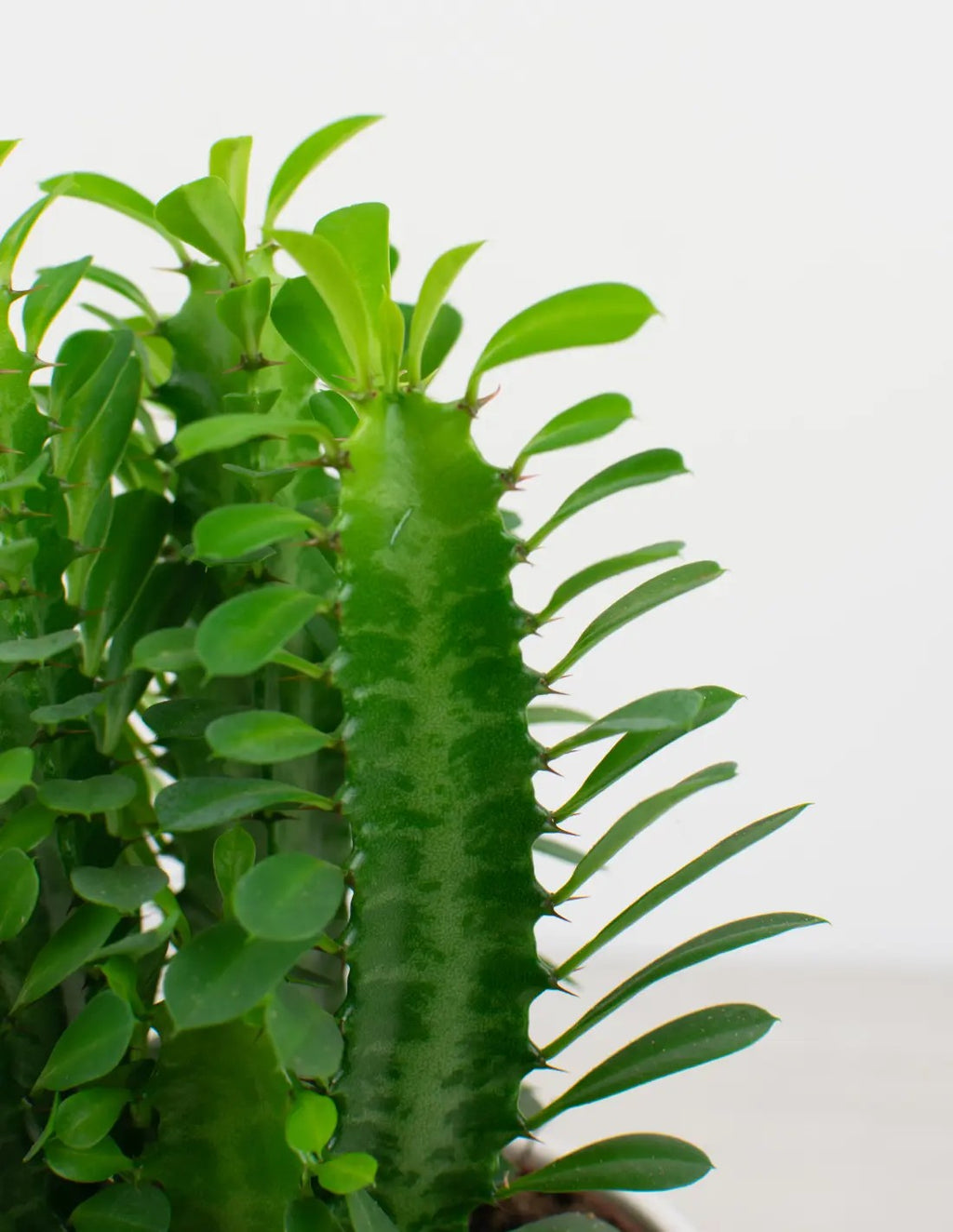 Euphorbia trigona