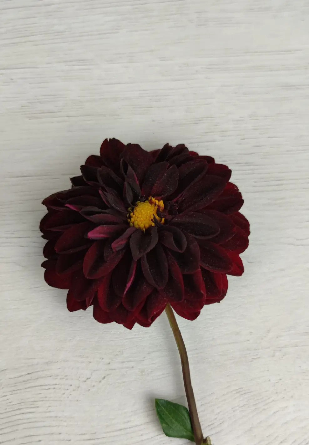 Raíz de Dalia "Gideon"