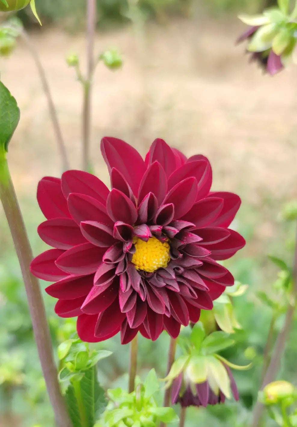 Raíz de Dalia "Gideon"