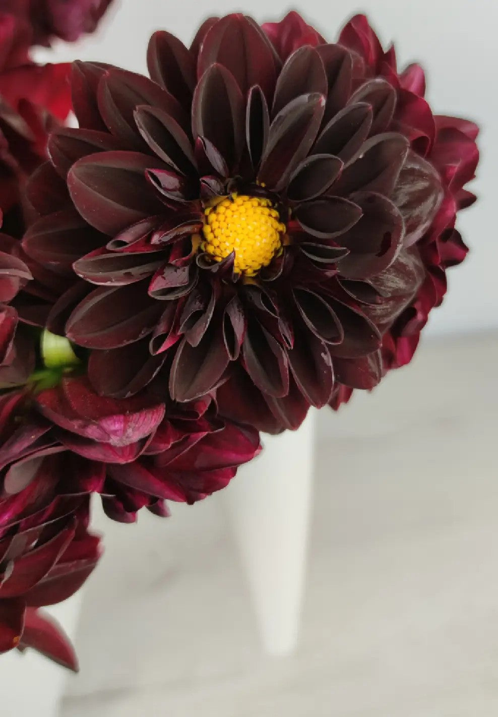 Raíz de Dalia "Gideon"