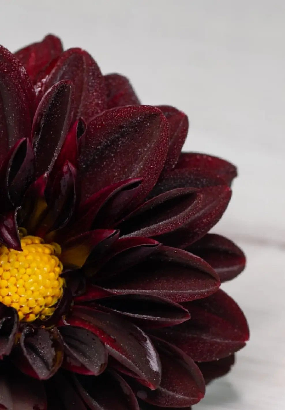 Raíz de Dalia "Gideon"