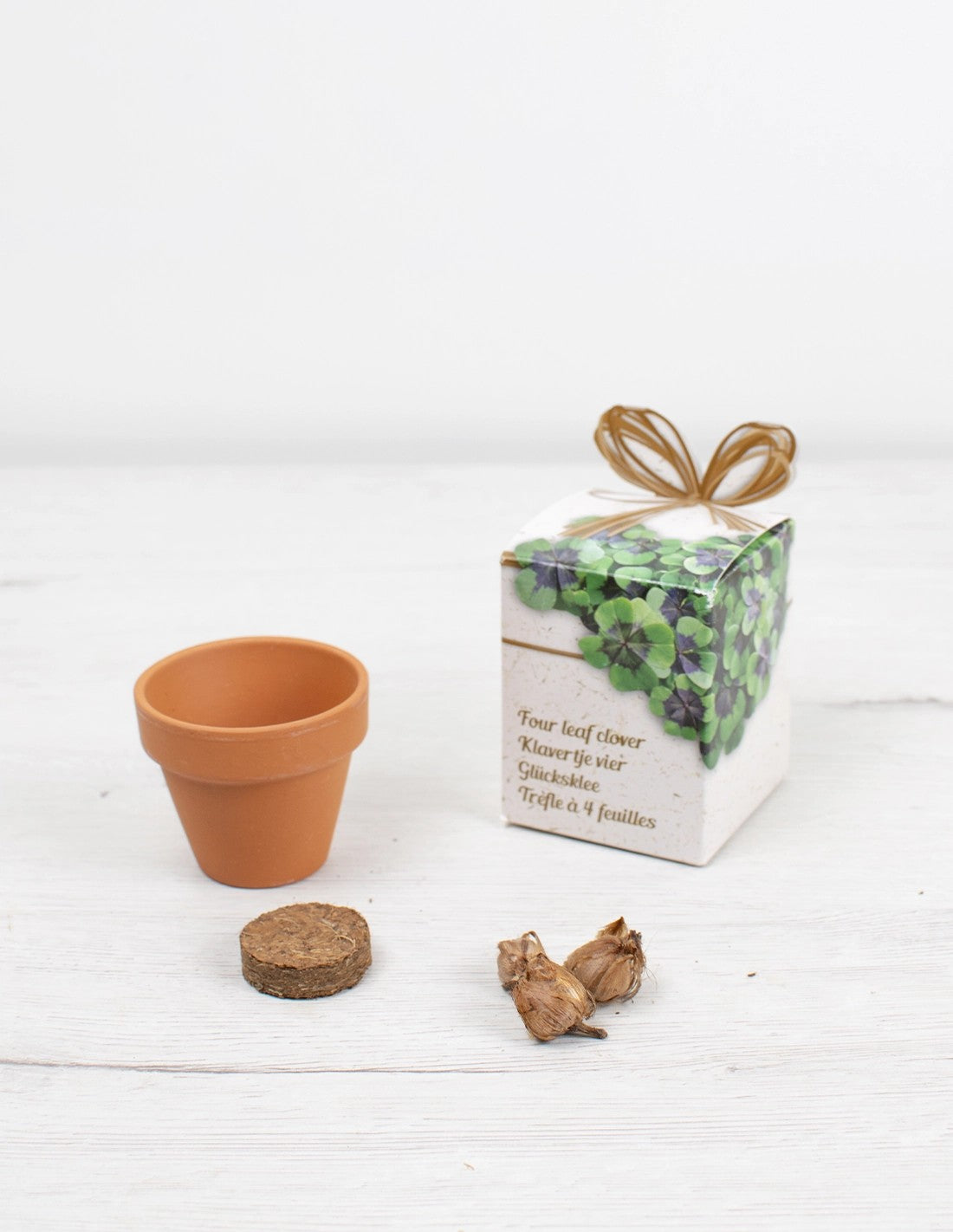 Kit de cultivo Trebol de 4 hojas - Oxalis deppei