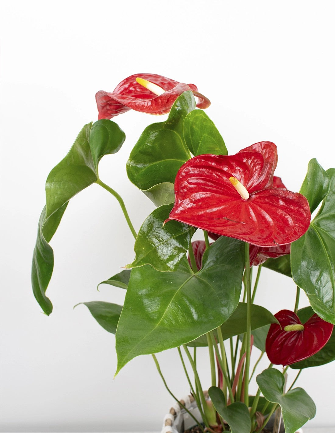 que es anthurium Anthurium andreanum