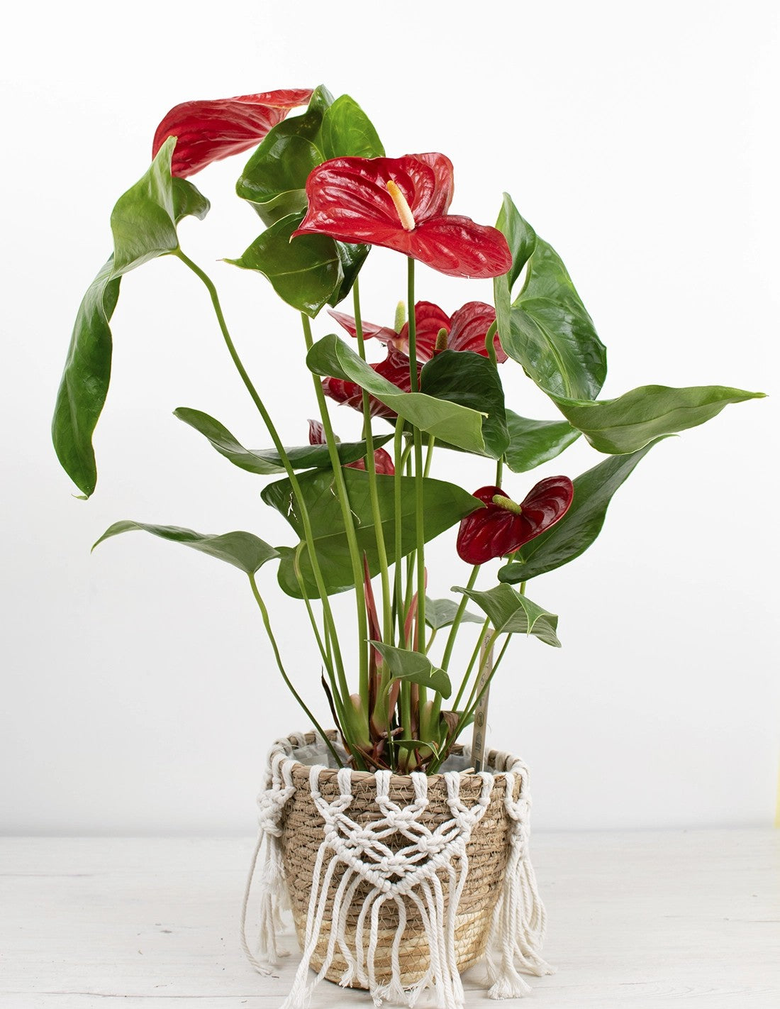 Anthurium andreanum - Anturio