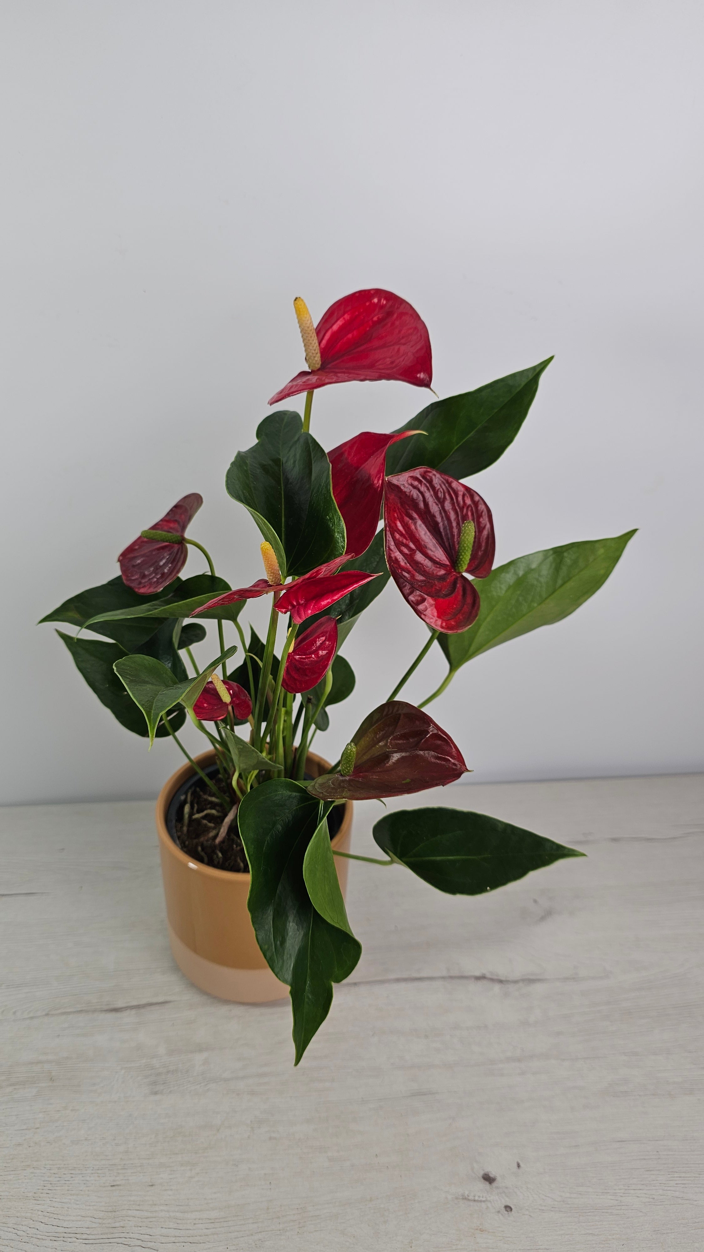 Anthurium andreanum - Anturio