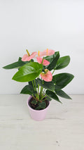 Anthurium andreanum - Anturio