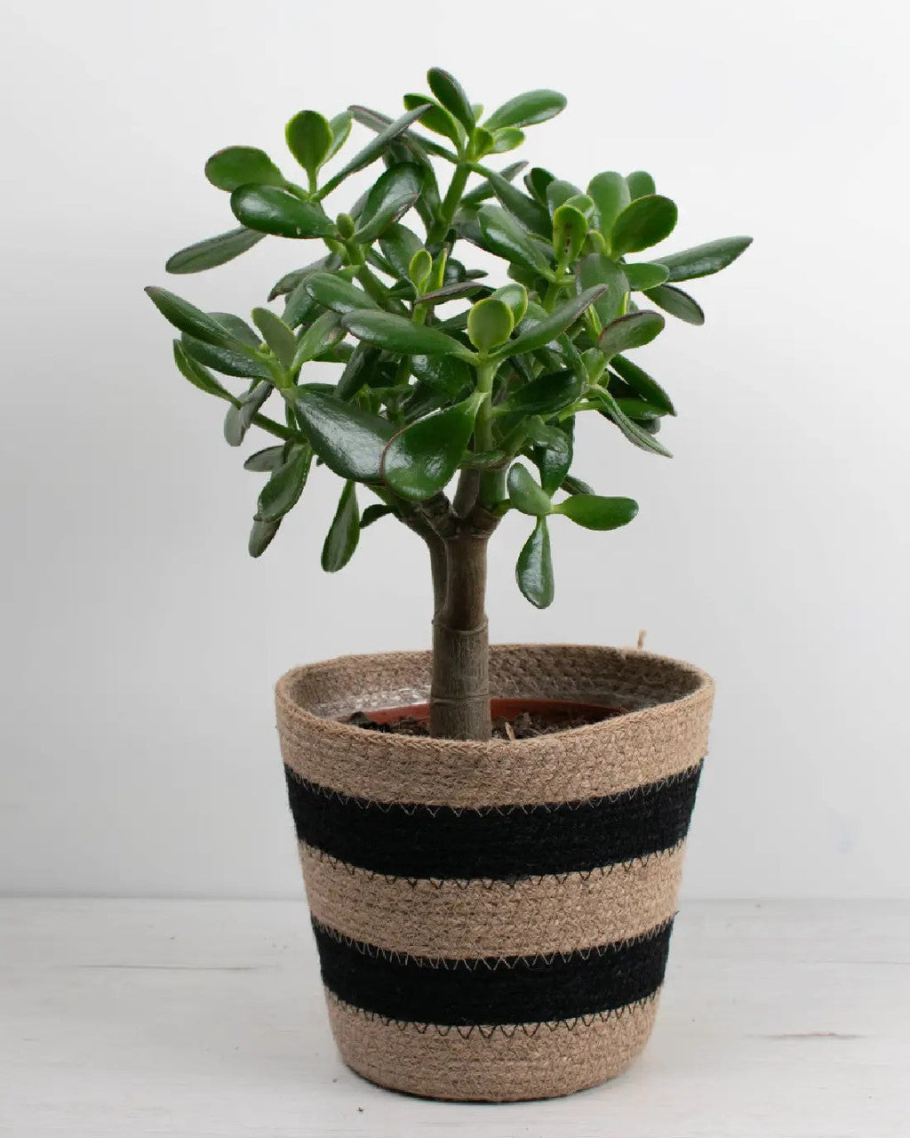 Crassula ovata - Árbol de Jade