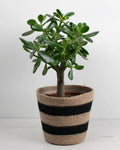 Crassula ovata - Árbol de Jade