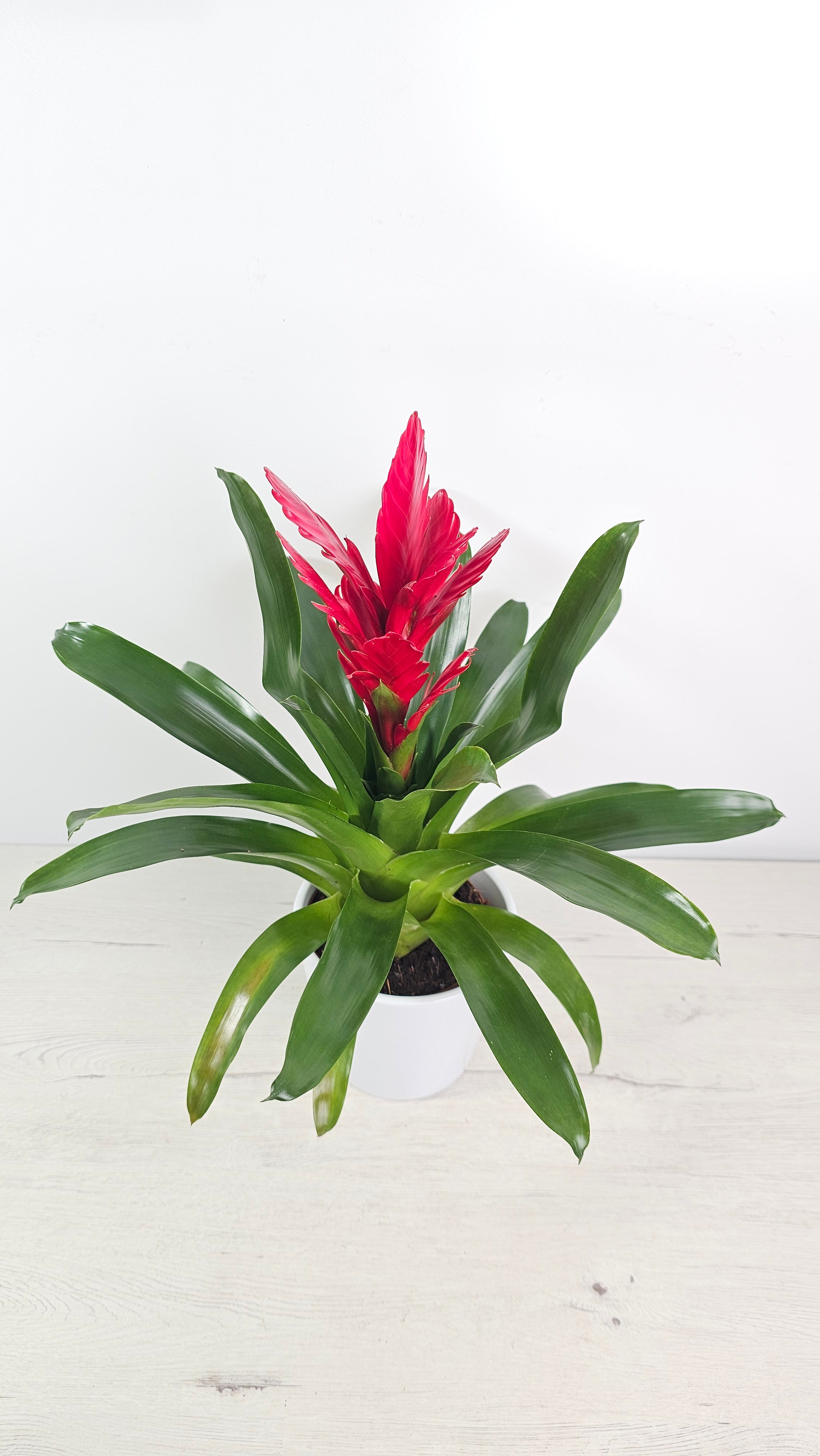 Anthurium andreanum - Anturio