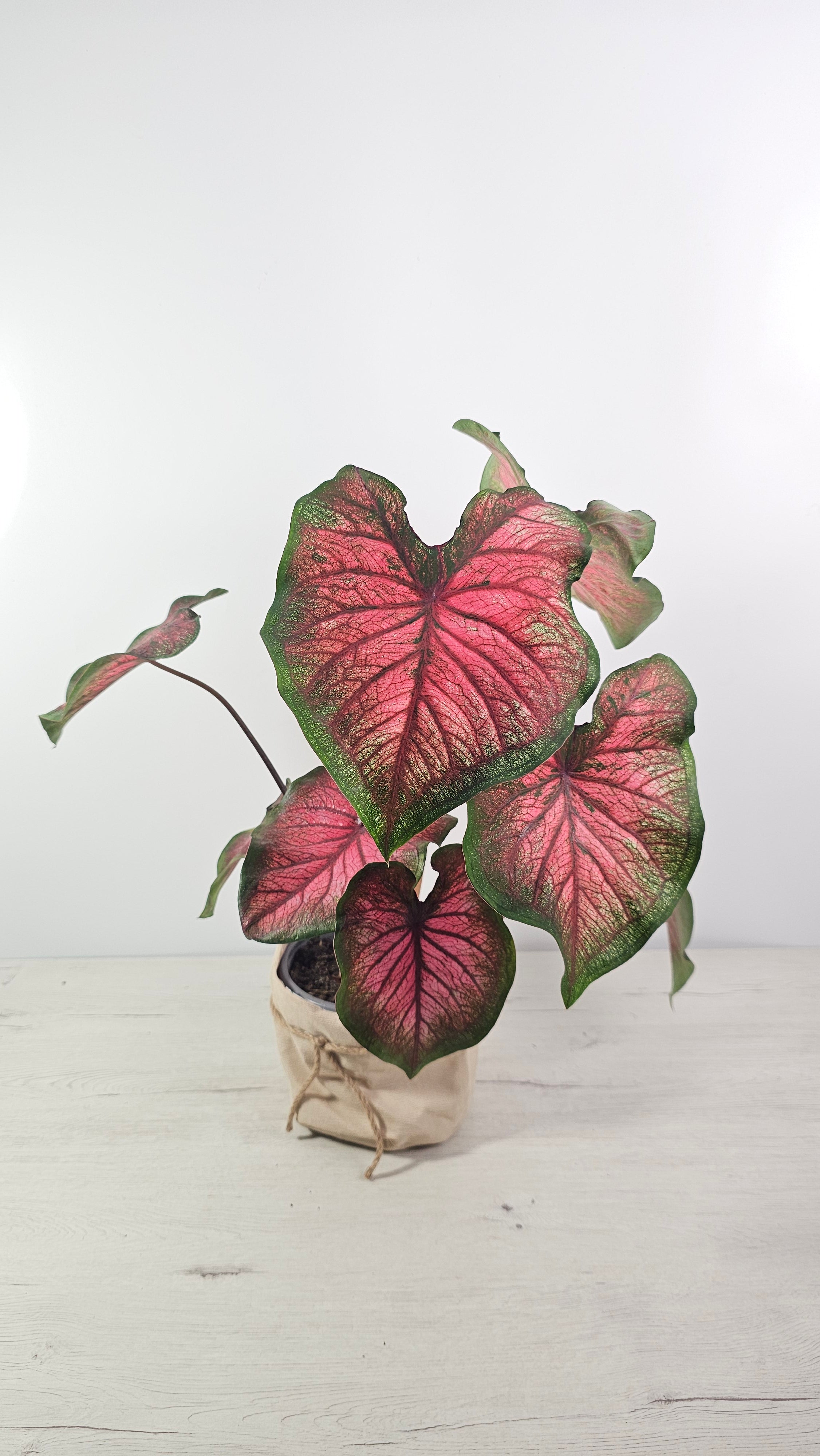 Caladium Carolyn Whorton hojas espectaculares para llenar de color