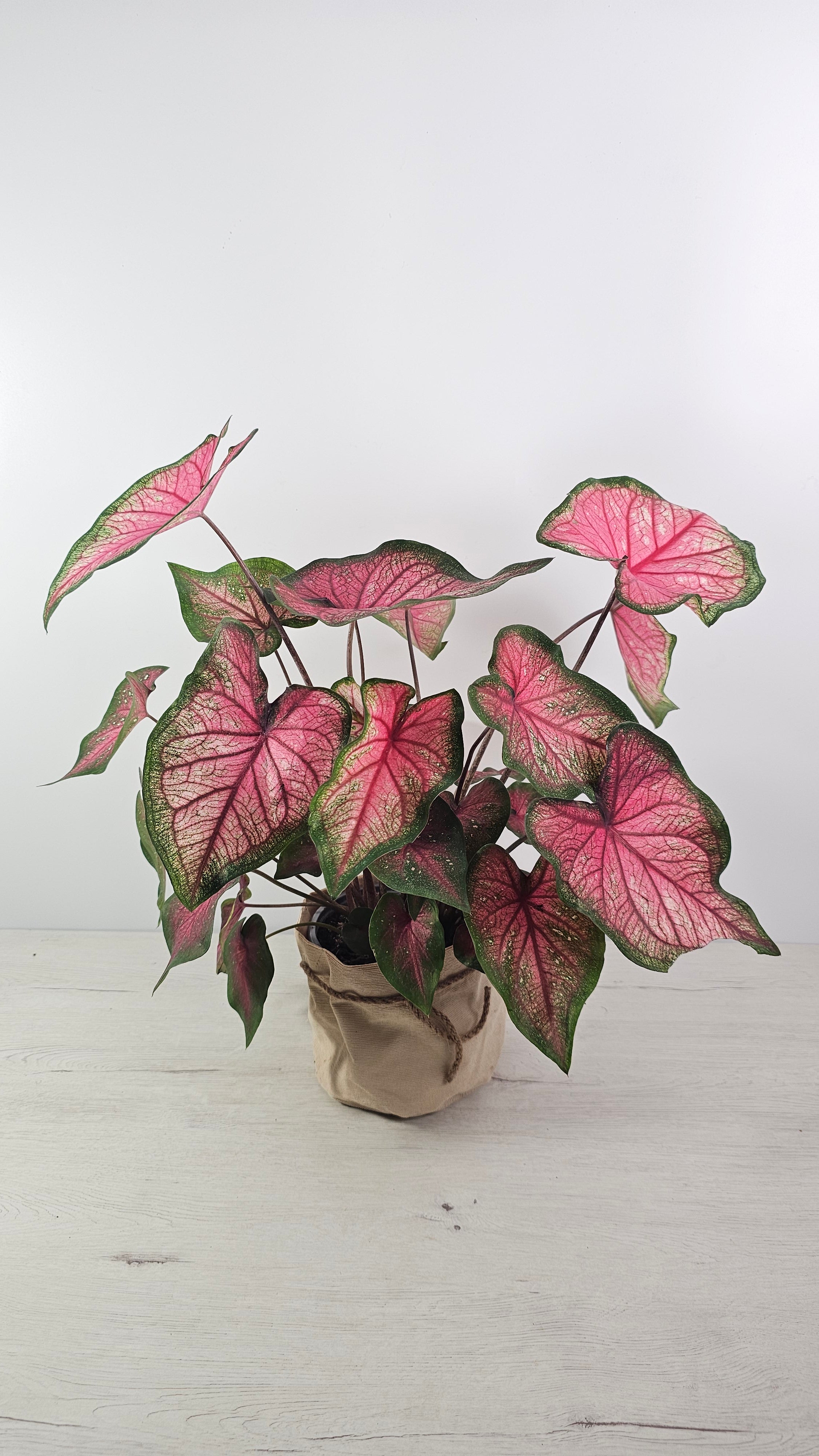 Comprar planta de caladium rosebud