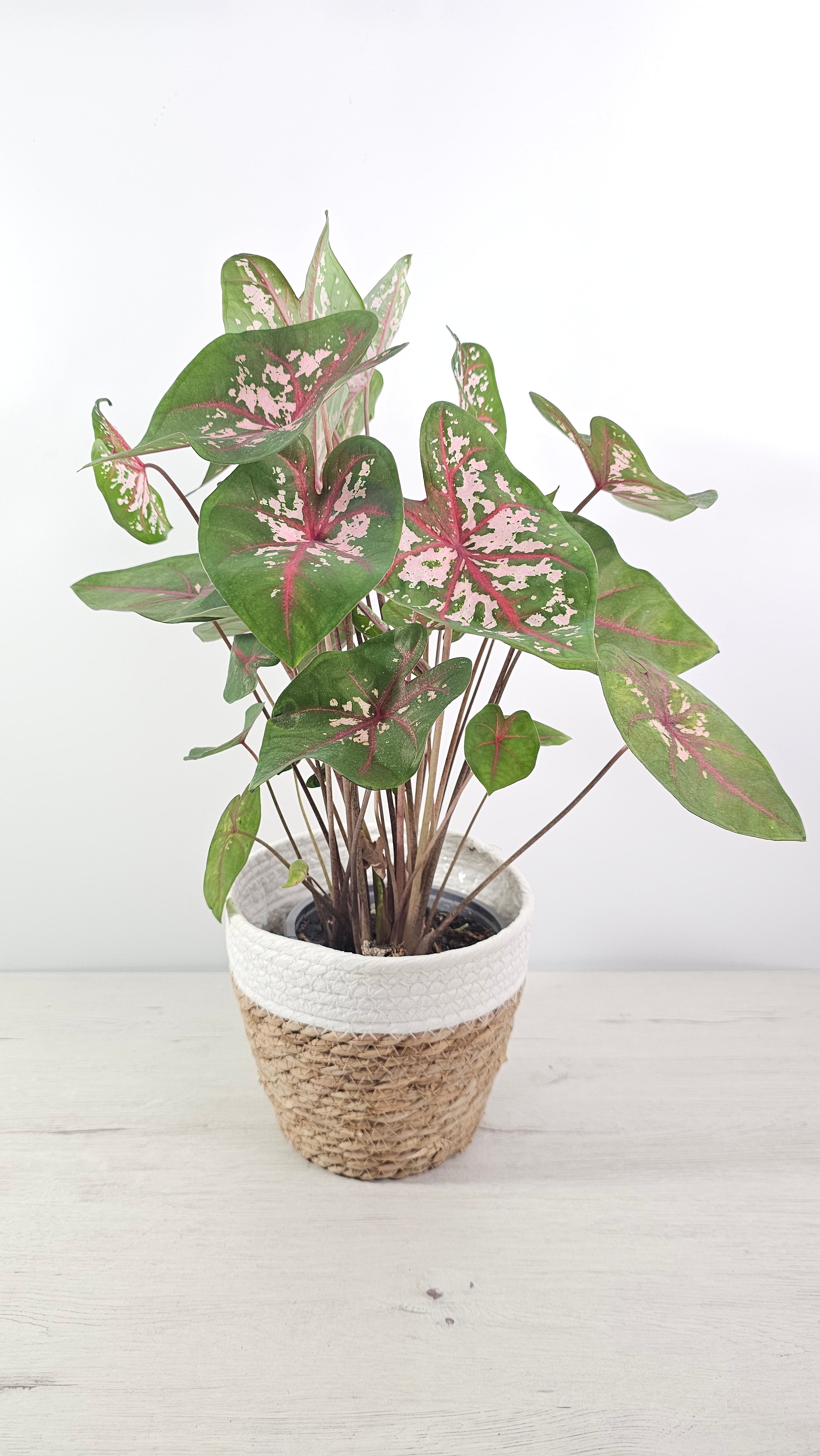 planta caladium