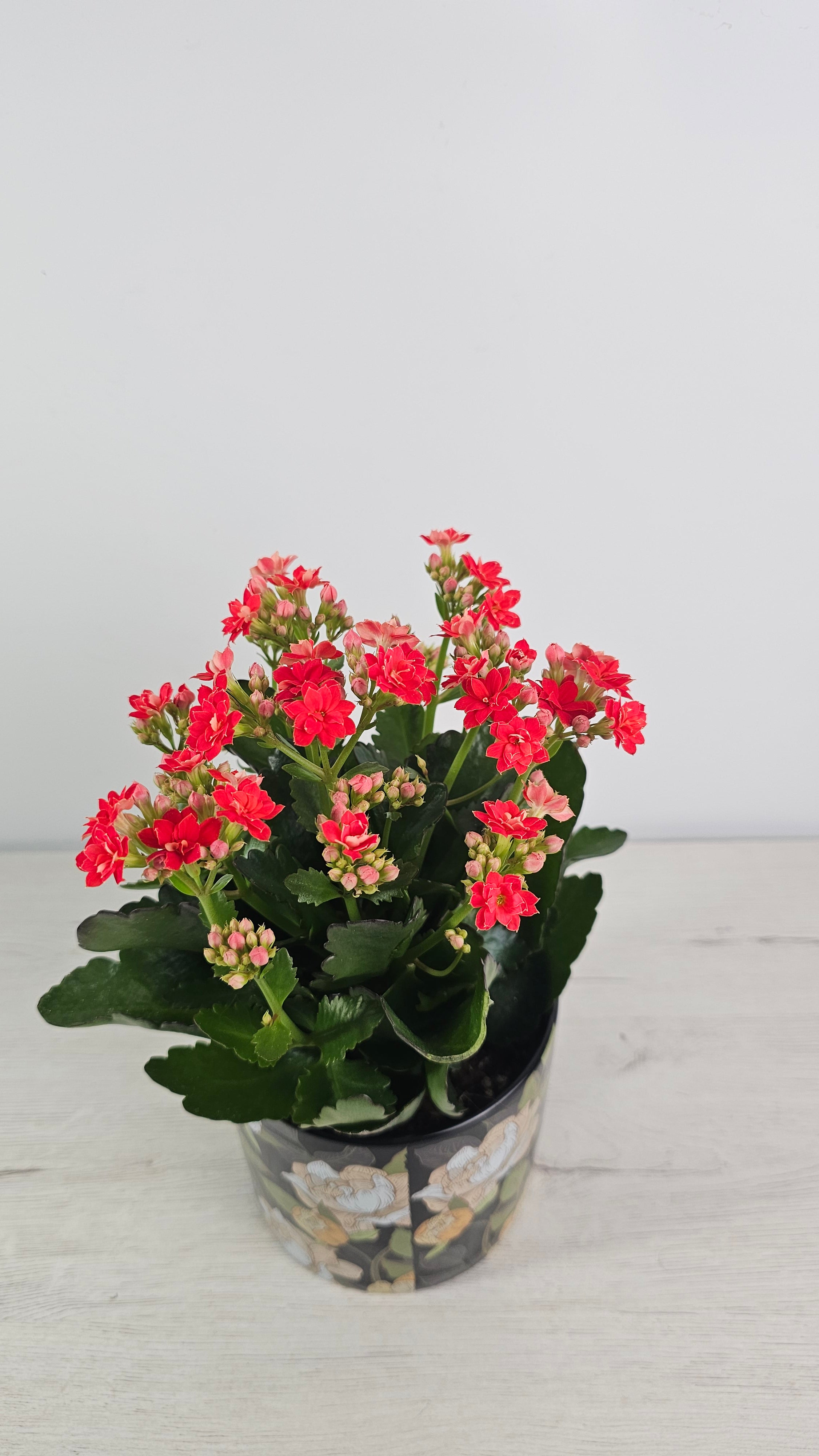 kalanchoe rojo venta online