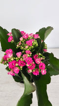 Kalanchoe rosa venta online

