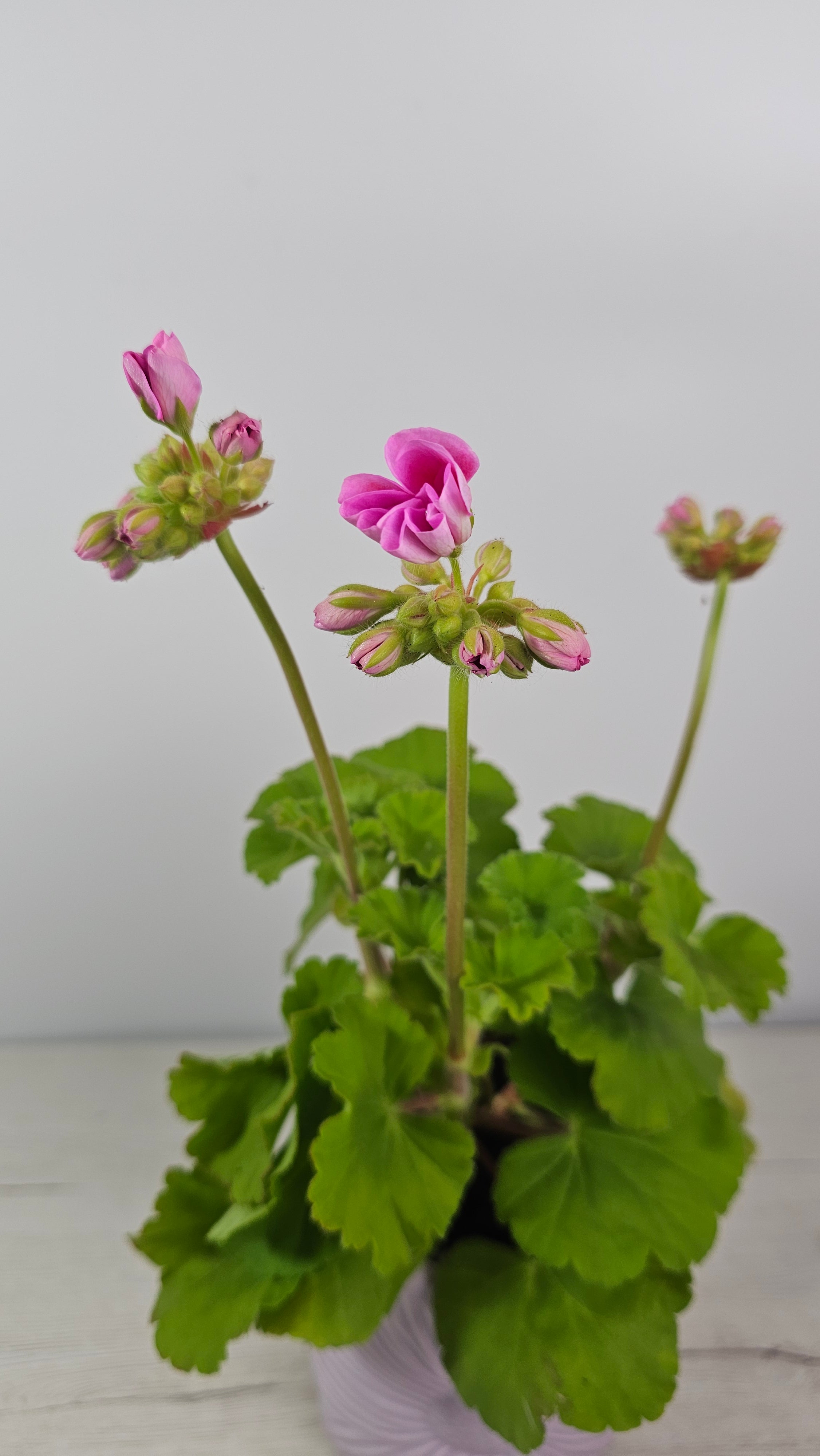 Detalle de geranio zonal en plena floración (Pelargonium zonale), planta mediterránea para maceta