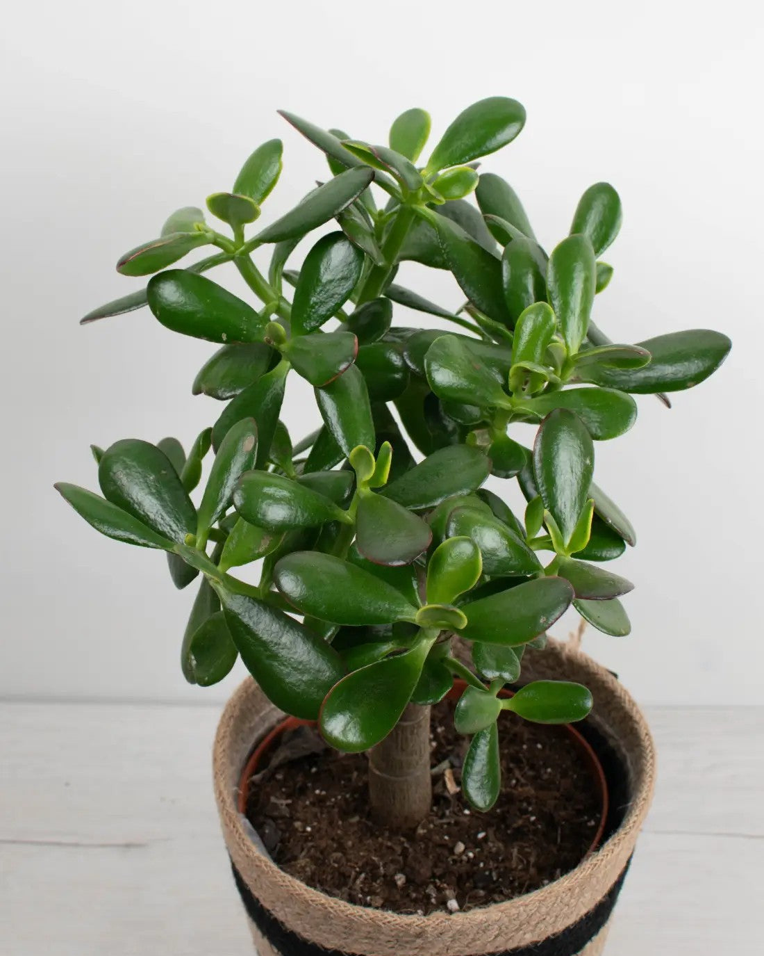 Crassula ovata - Árbol de Jade