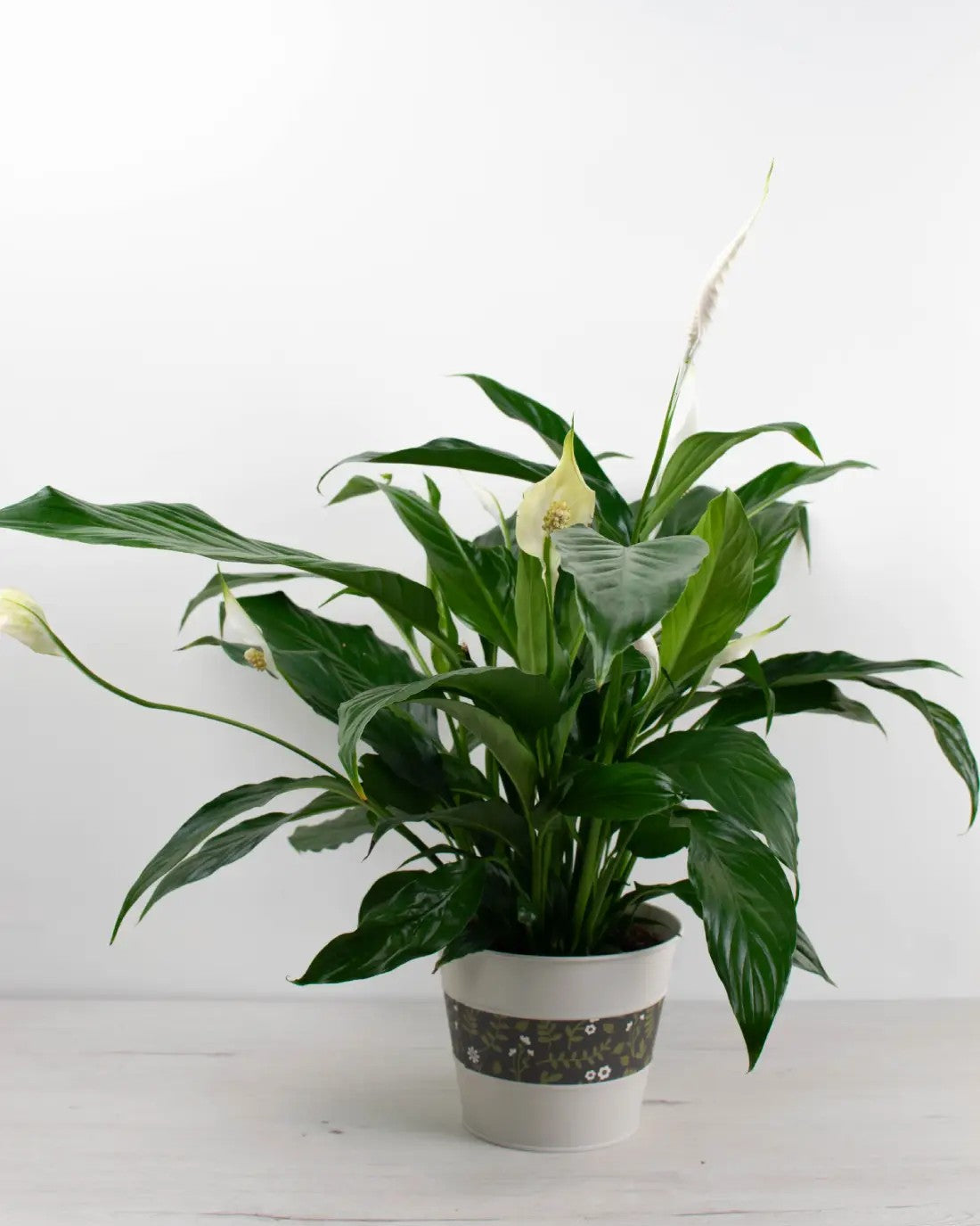 Spathiphyllum - Lirio de la paz