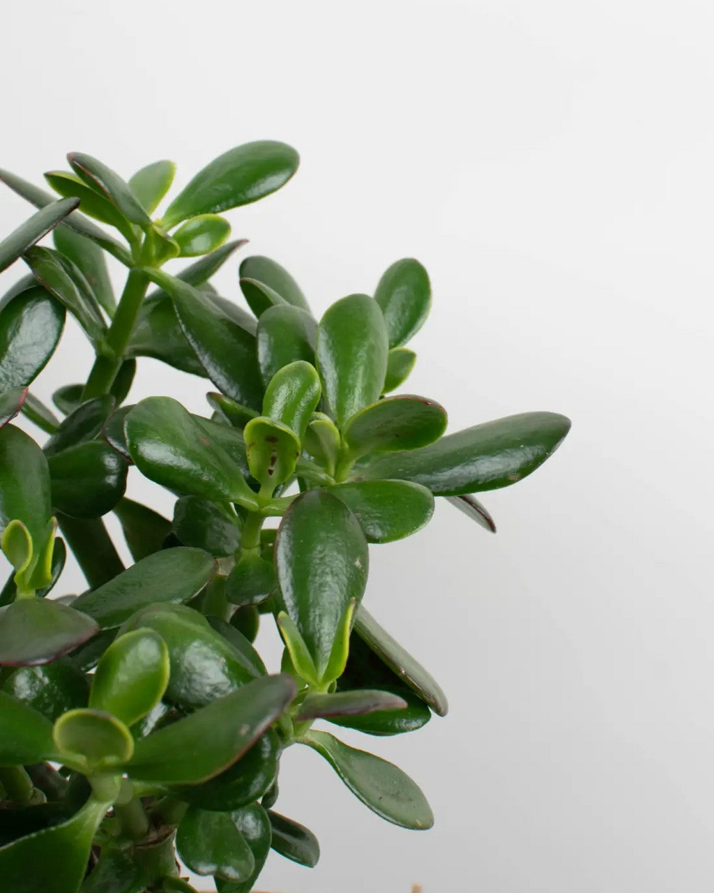 Crassula ovata - Árbol de Jade