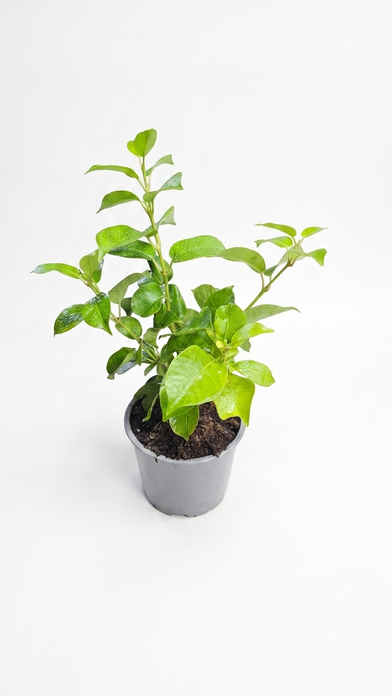 descuento diplademia sin flores