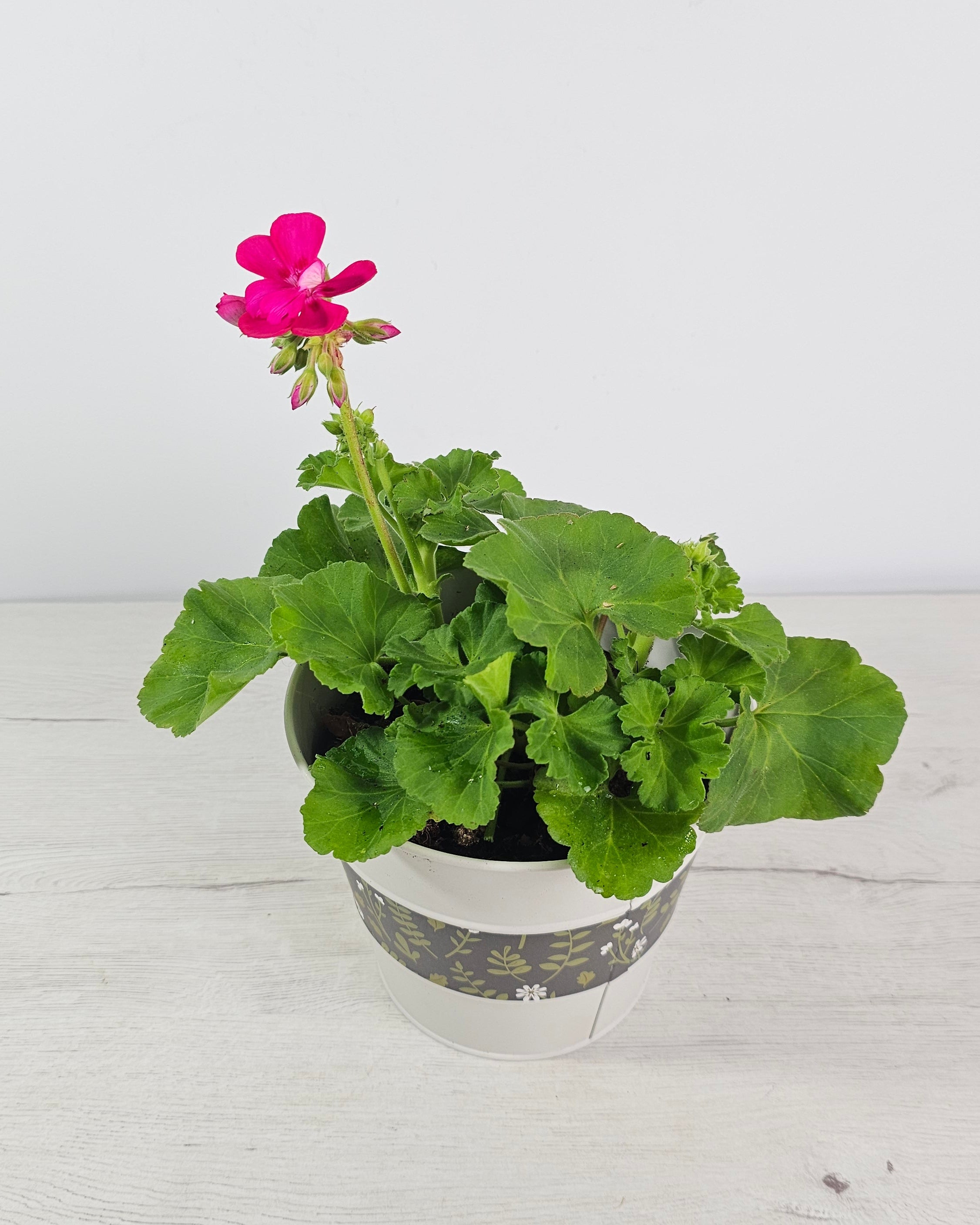 Planta de geranio zonal con hojas verdes y flores vistosas, decorando un balcón luminoso  