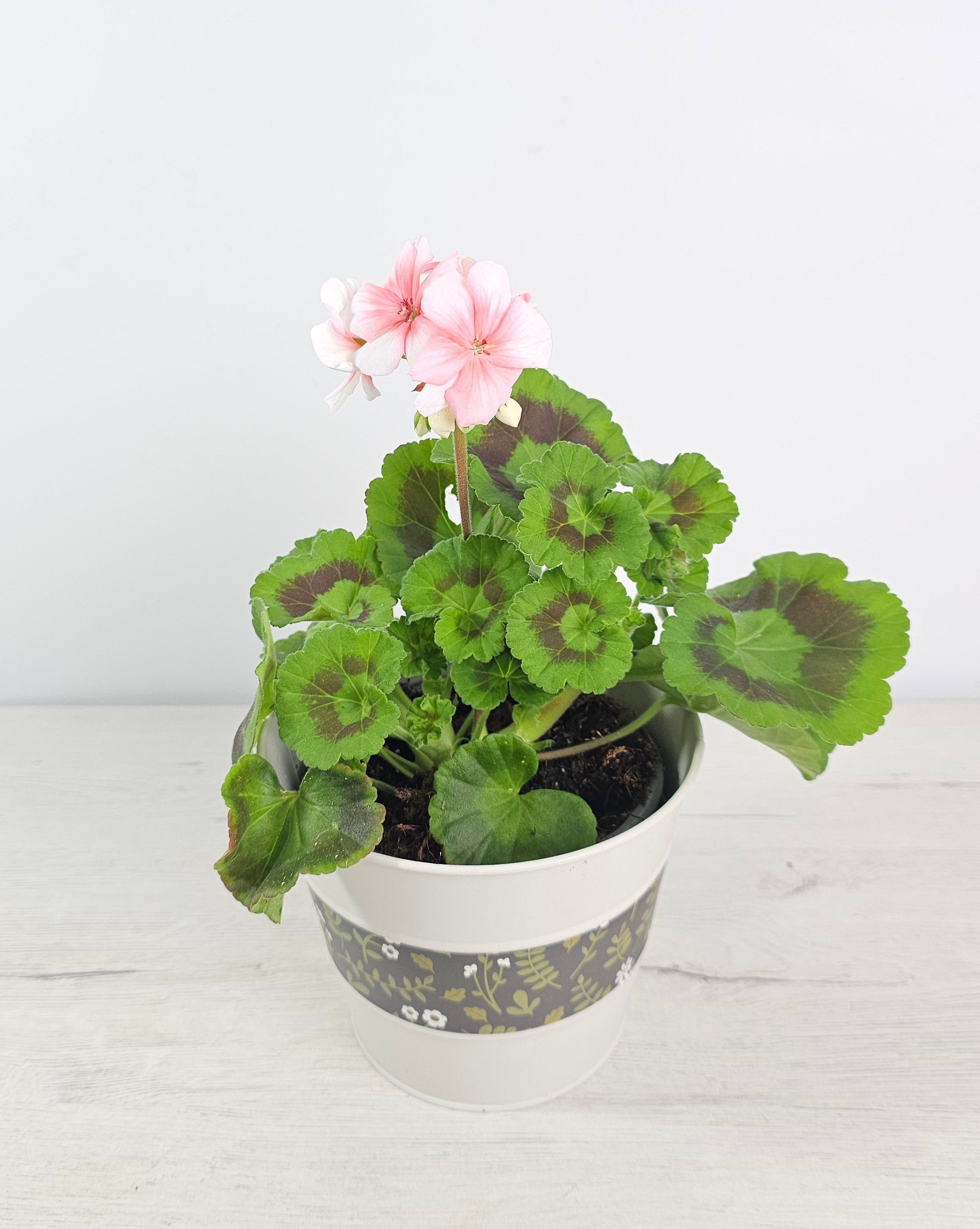 Geranio zonal (Pelargonium zonale) con flores en ramilletes, ideal para balcón o terraza
