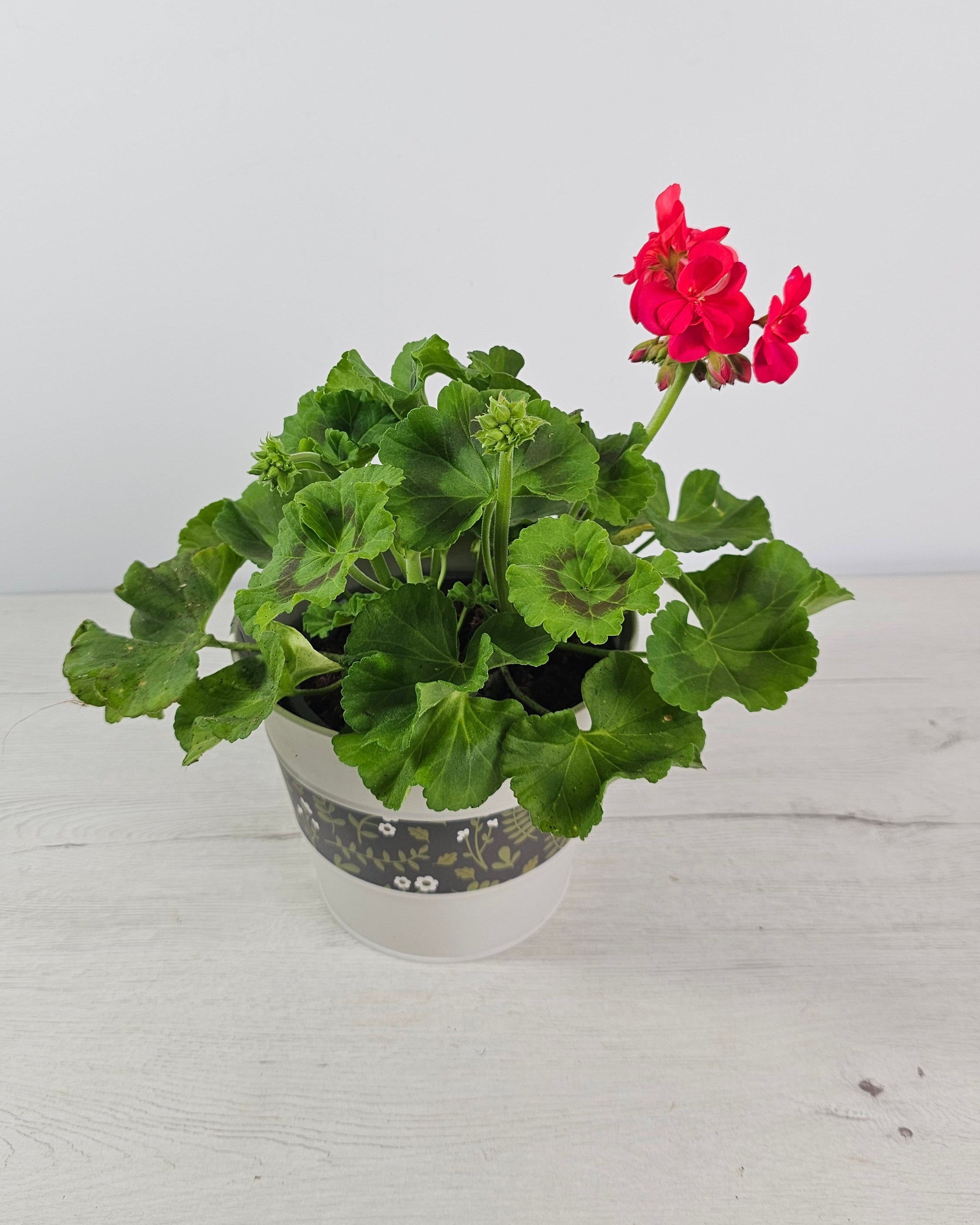 Geranio de exterior Pelargonium zonale con muchas flores, opción fácil de cuidar para terraza