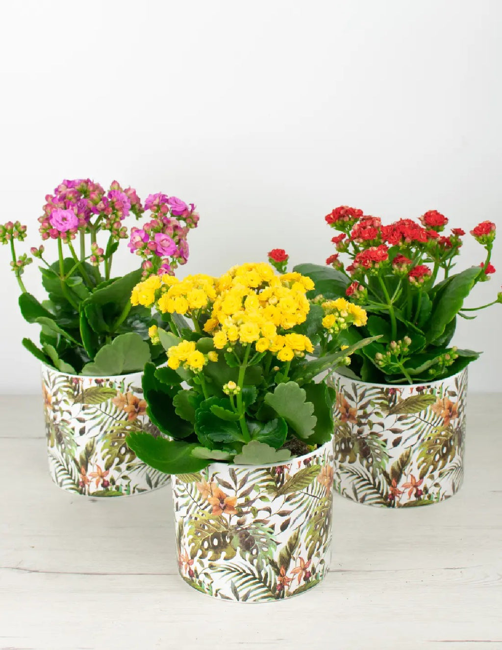 Kalanchoe blossfeldiana - Calandiva