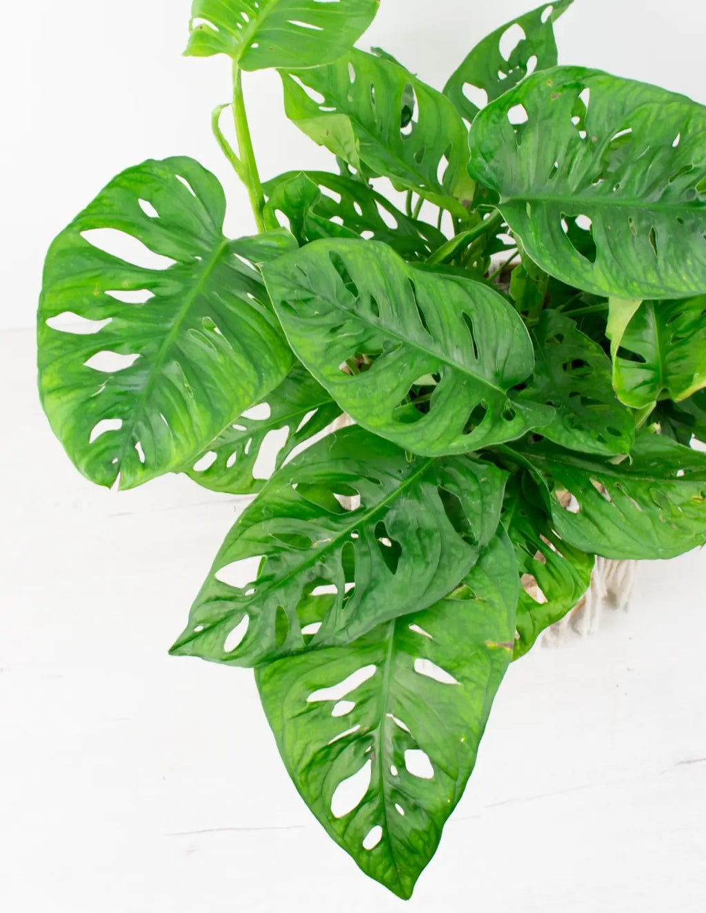 monstera-adansonii-planta-interior-hojas-perforadas