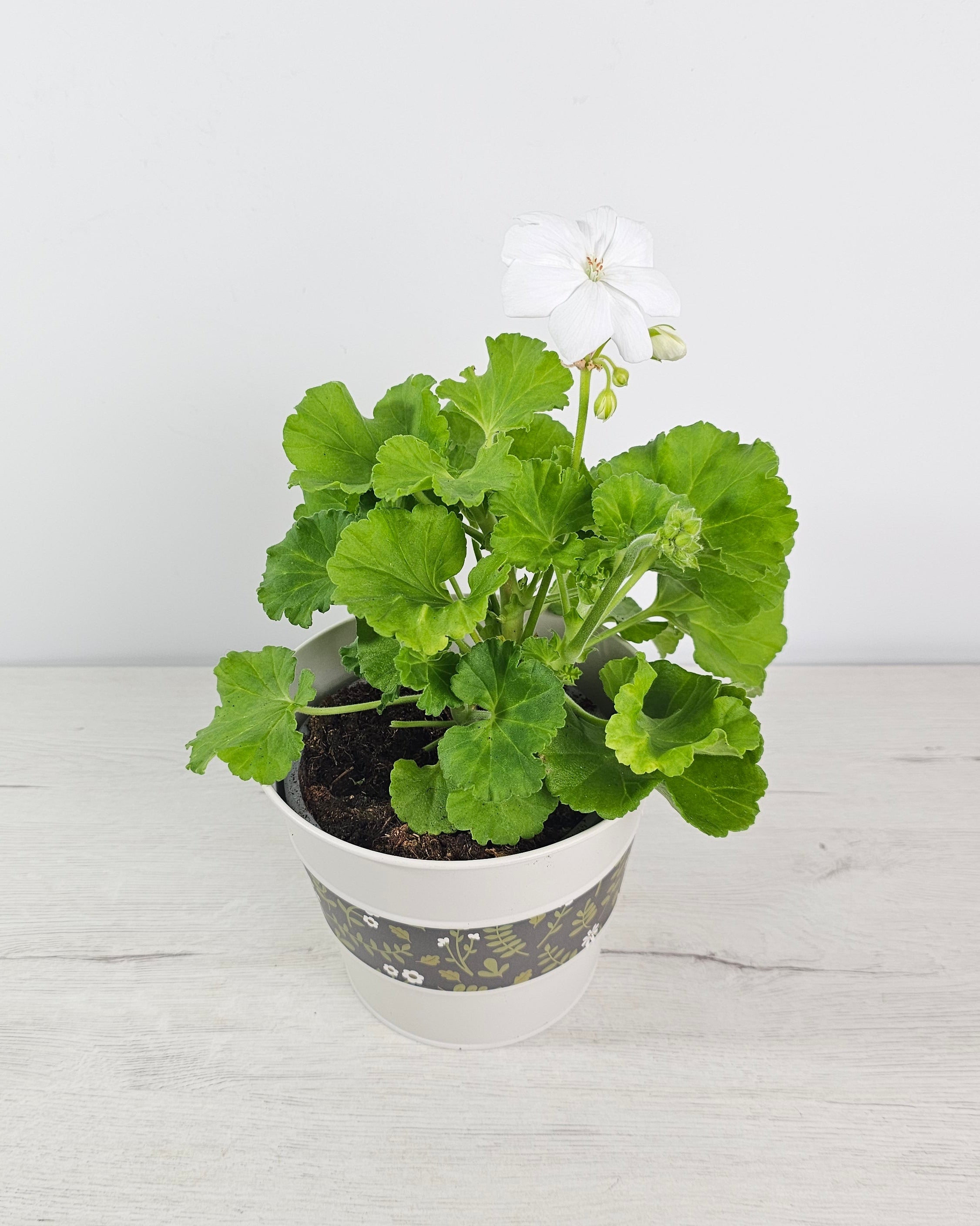 Pelargonium zonale en maceta con floración abundante, planta resistente para exterior  