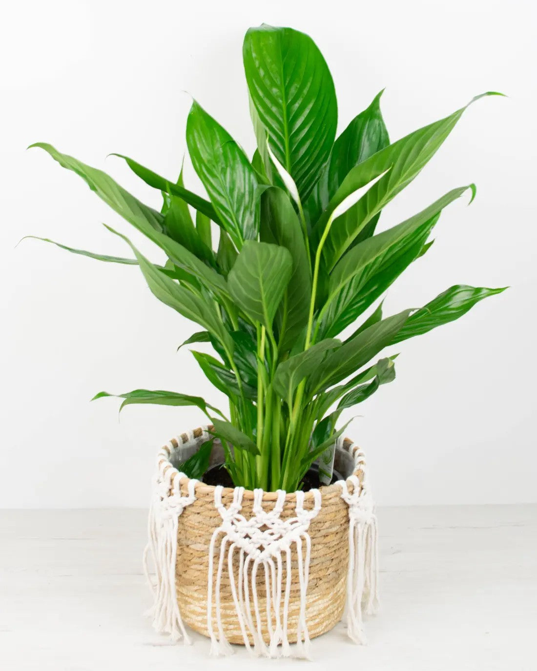 Spathiphyllum - Lirio de la paz