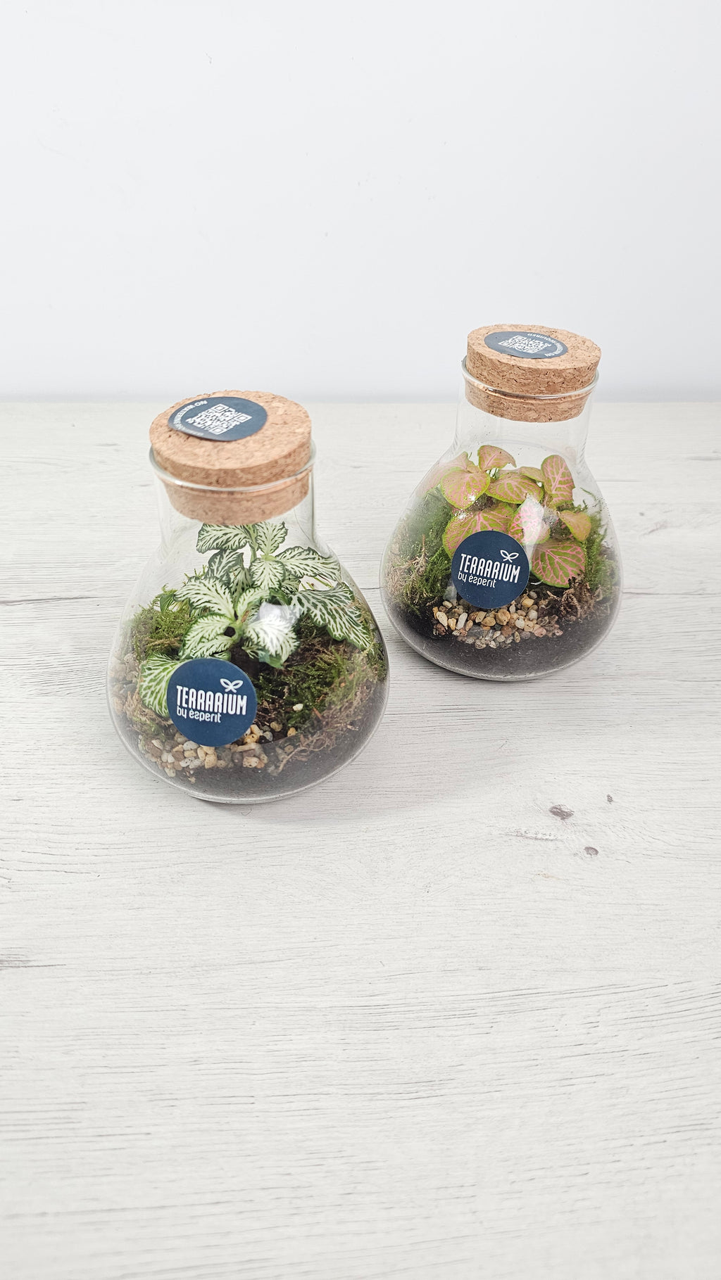 Terrario decorativo con fittonia, ideal para escritorio y espacios pequeños