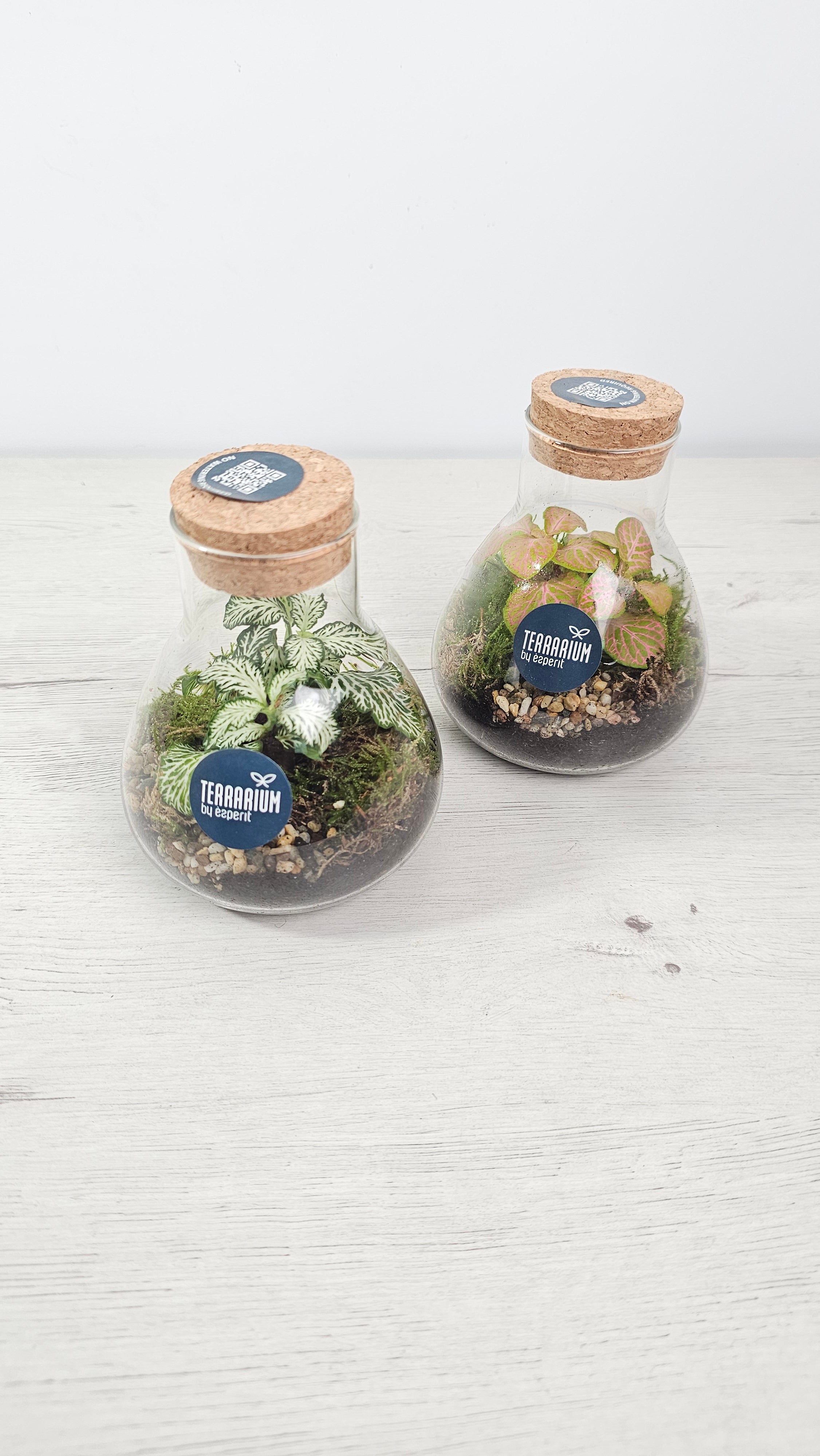 Terrario decorativo con fittonia, ideal para escritorio y espacios pequeños