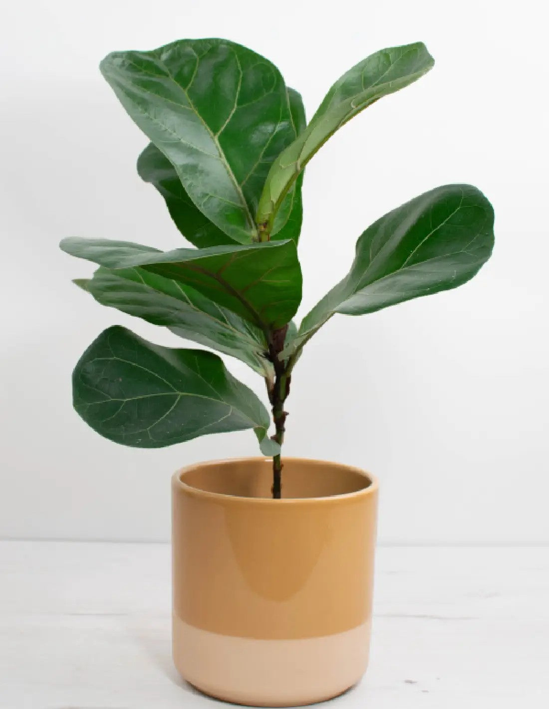 cubremacetas moderno estilo calido para plantas