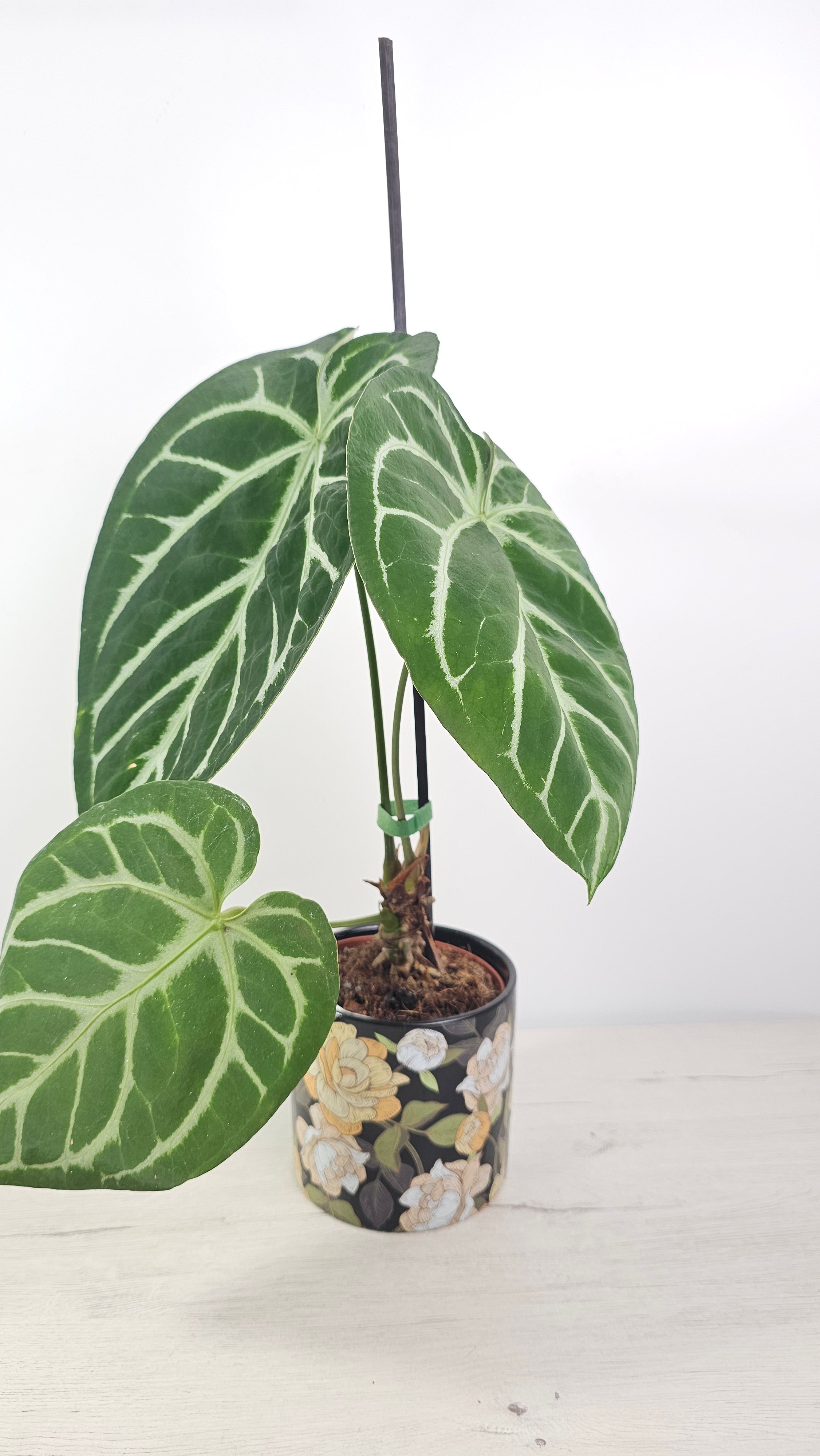 Accesorio de sujeción para guiar el crecimiento de plantas 