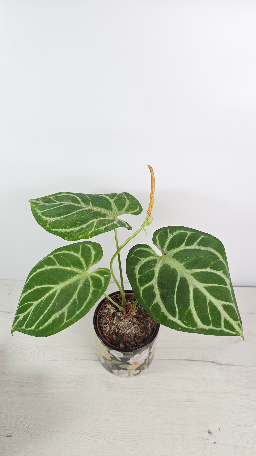 ANTHURIUM CRISTALLINUM "SILVER BLUSH": ELEGANCIA Y ESTILO EN UNA PLANTA